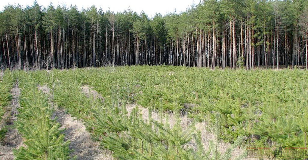 Угроза восстановления леса