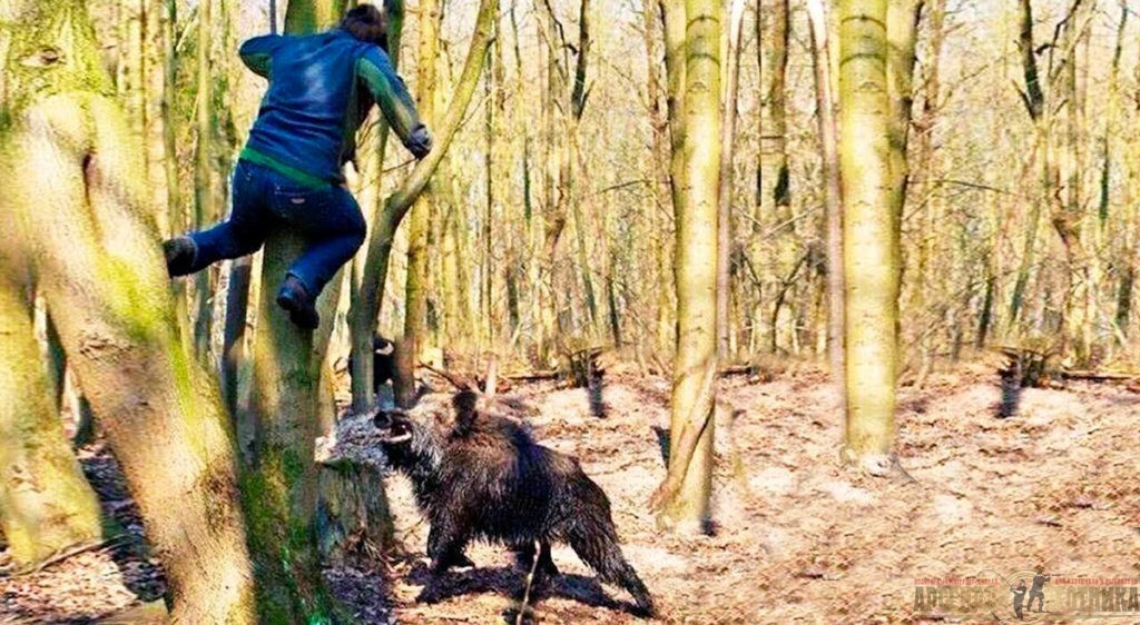 Столкнувшись с кабаном