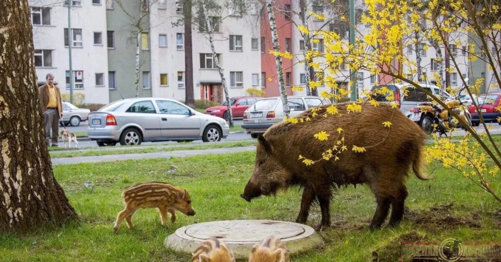 Опасен ли дикий кабан